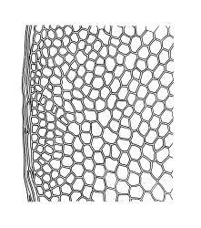 Distichophyllum crispulum var. adnatum, laminal cells and border at mid leaf. Drawn from K.W. Allison 721, CHR 463319.
 Image: R.C. Wagstaff © Landcare Research 2017 
